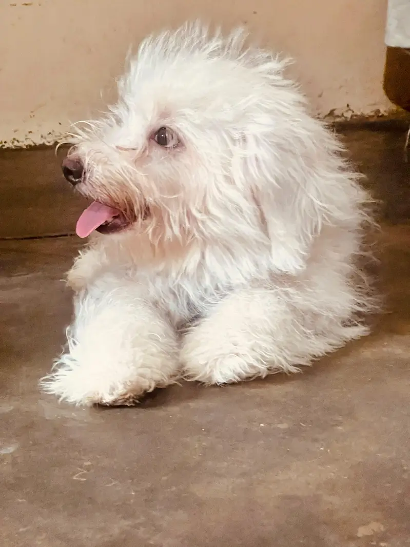 poodle Male puppy — photo 5