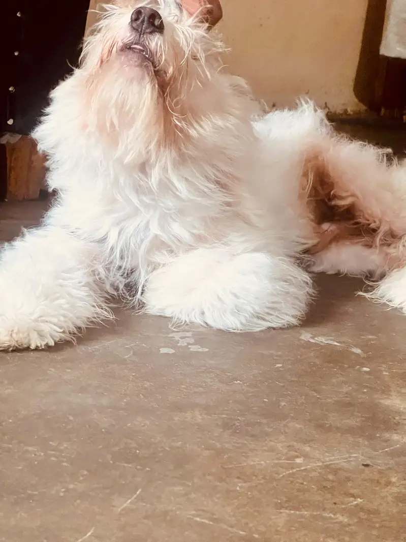 poodle Male puppy — photo 6