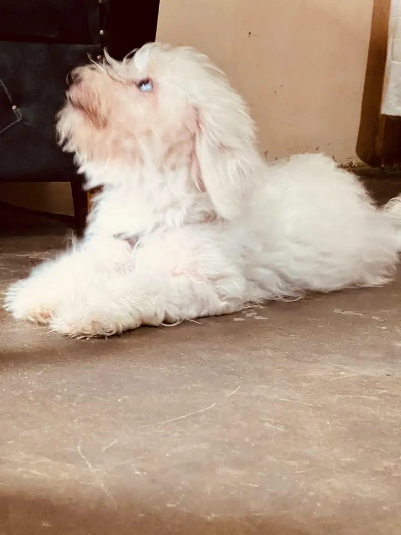 poodle Male puppy — photo 7