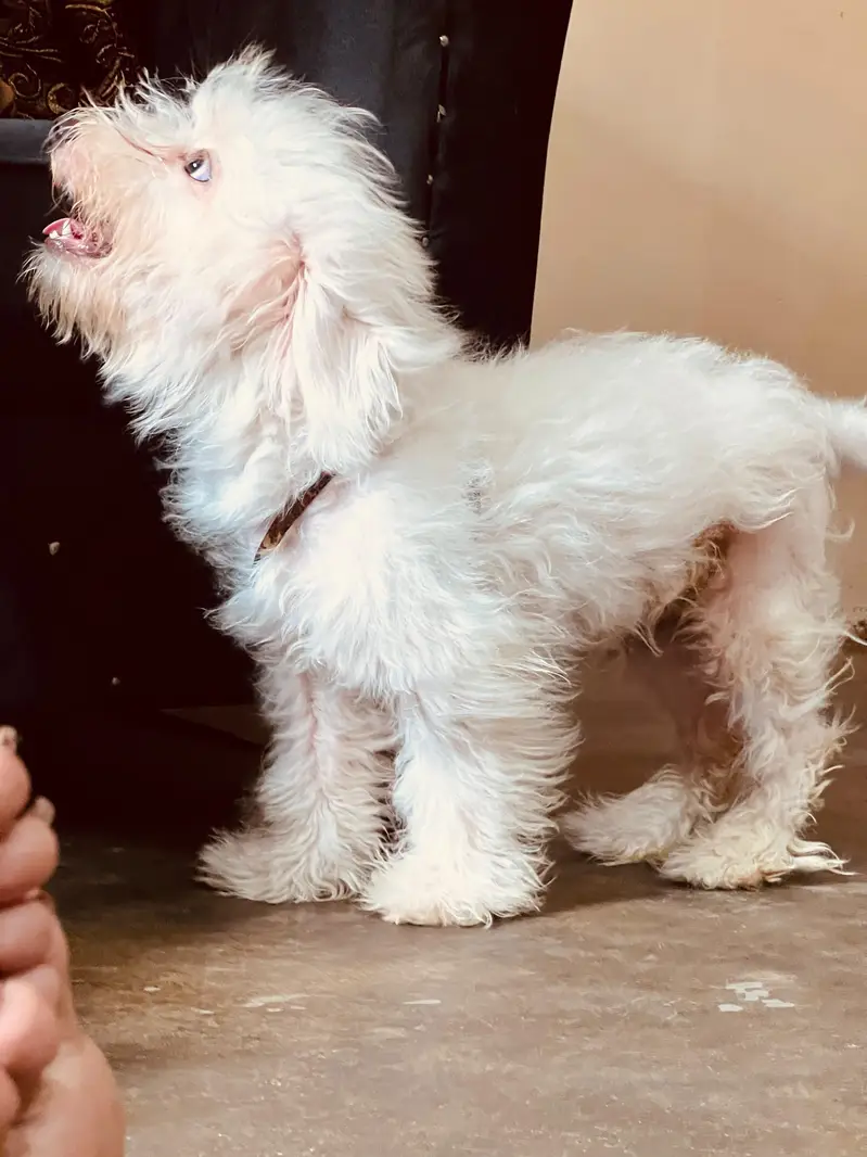 poodle Male puppy — photo 8