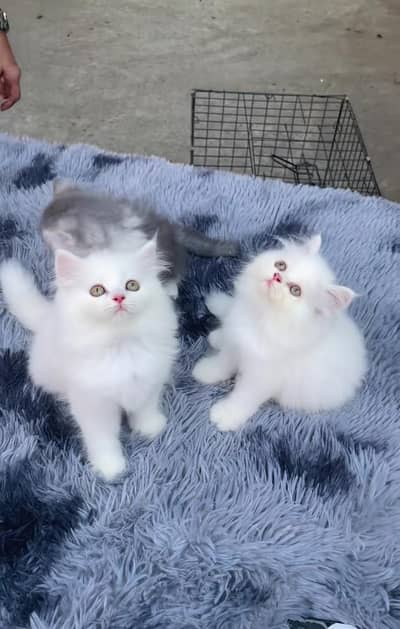 Persian kitten triple Qout. for. . sale my WhatsApp03493731440