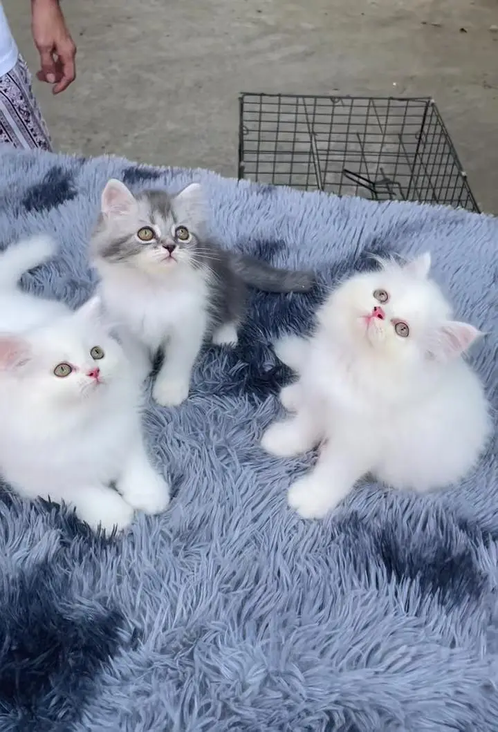 Persian kitten triple Qout. for. . sale my WhatsApp03493731440 — photo 2