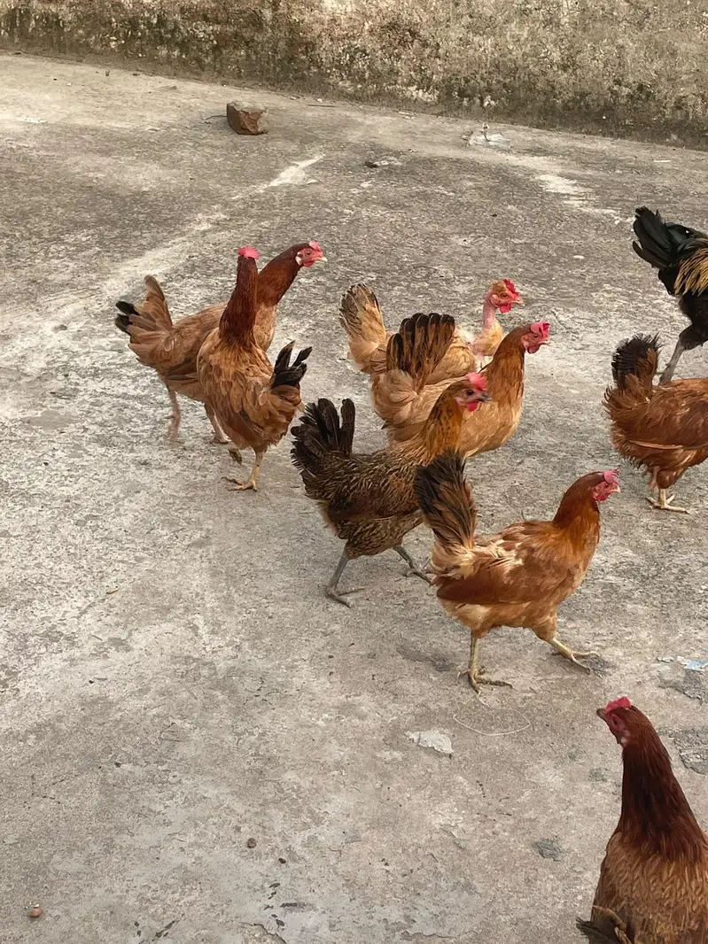 golden misri murghiya eggs wali — photo 2