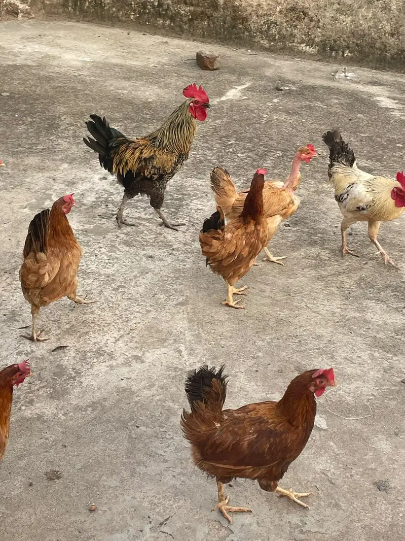 golden misri murghiya eggs wali — photo 3