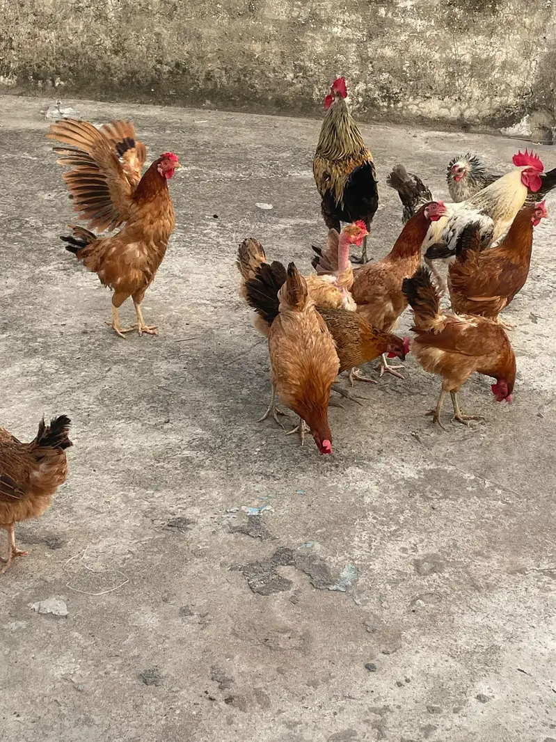 golden misri murghiya eggs wali — photo 4