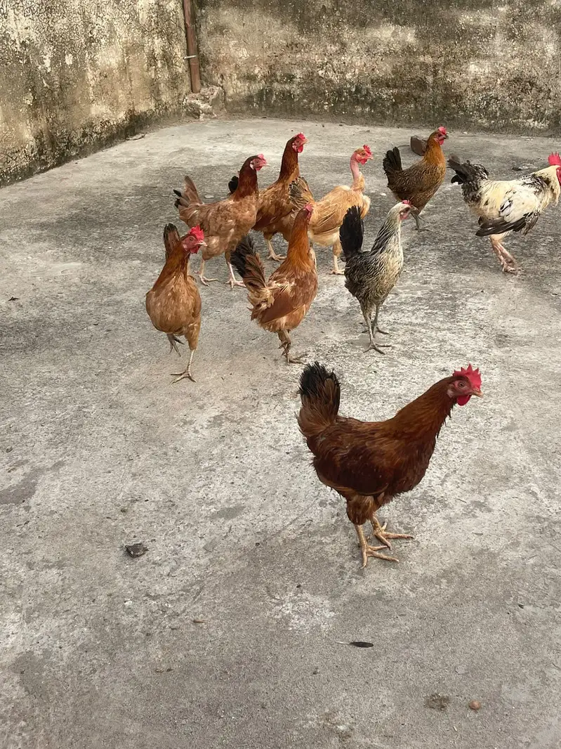 golden misri murghiya eggs wali — photo 5