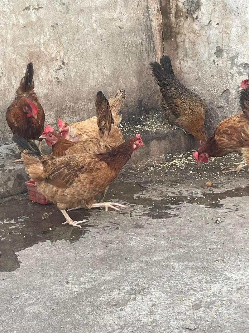 golden misri murghiya eggs wali — photo 6
