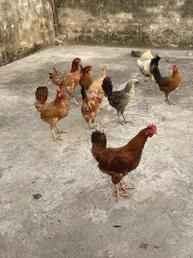 golden misri murghiya eggs wali — photo 7