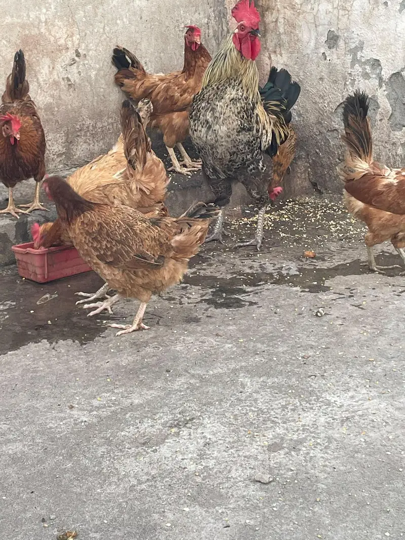 golden misri murghiya eggs wali — photo 8