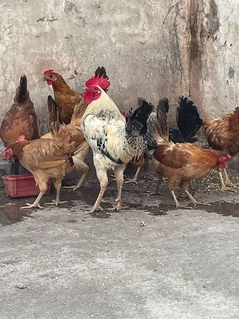 golden misri murghiya eggs wali — photo 9