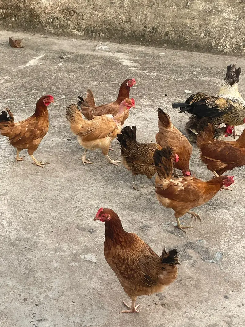 golden misri murghiya eggs wali — photo 10