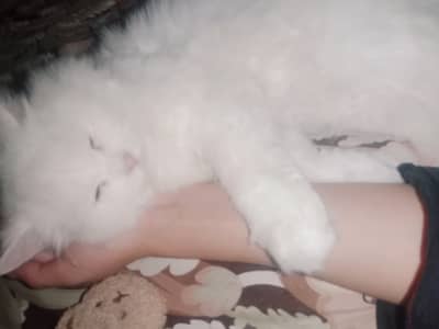 White Persian female cat | double coat | vaccinated