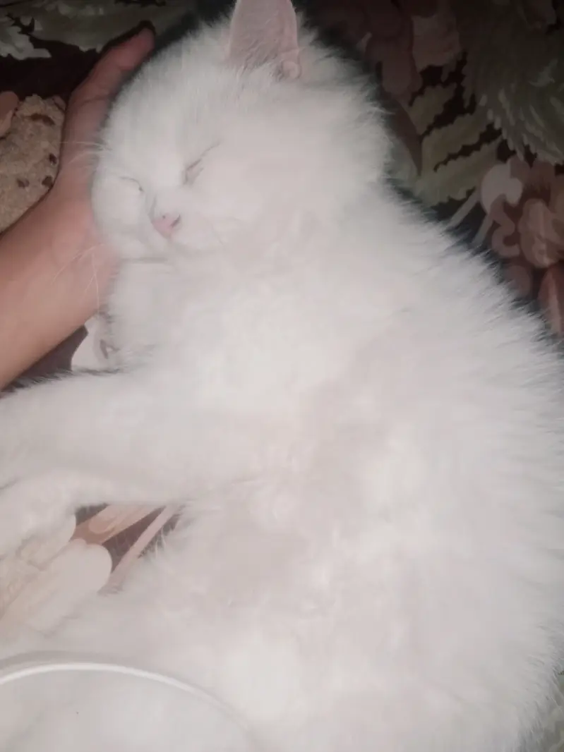 White Persian female cat | double coat | vaccinated — photo 2