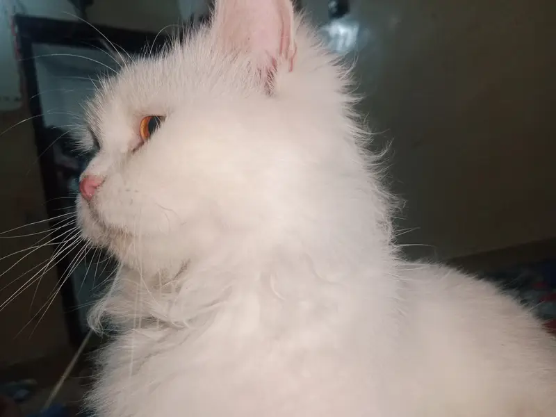 White Persian female cat | double coat | vaccinated — photo 3