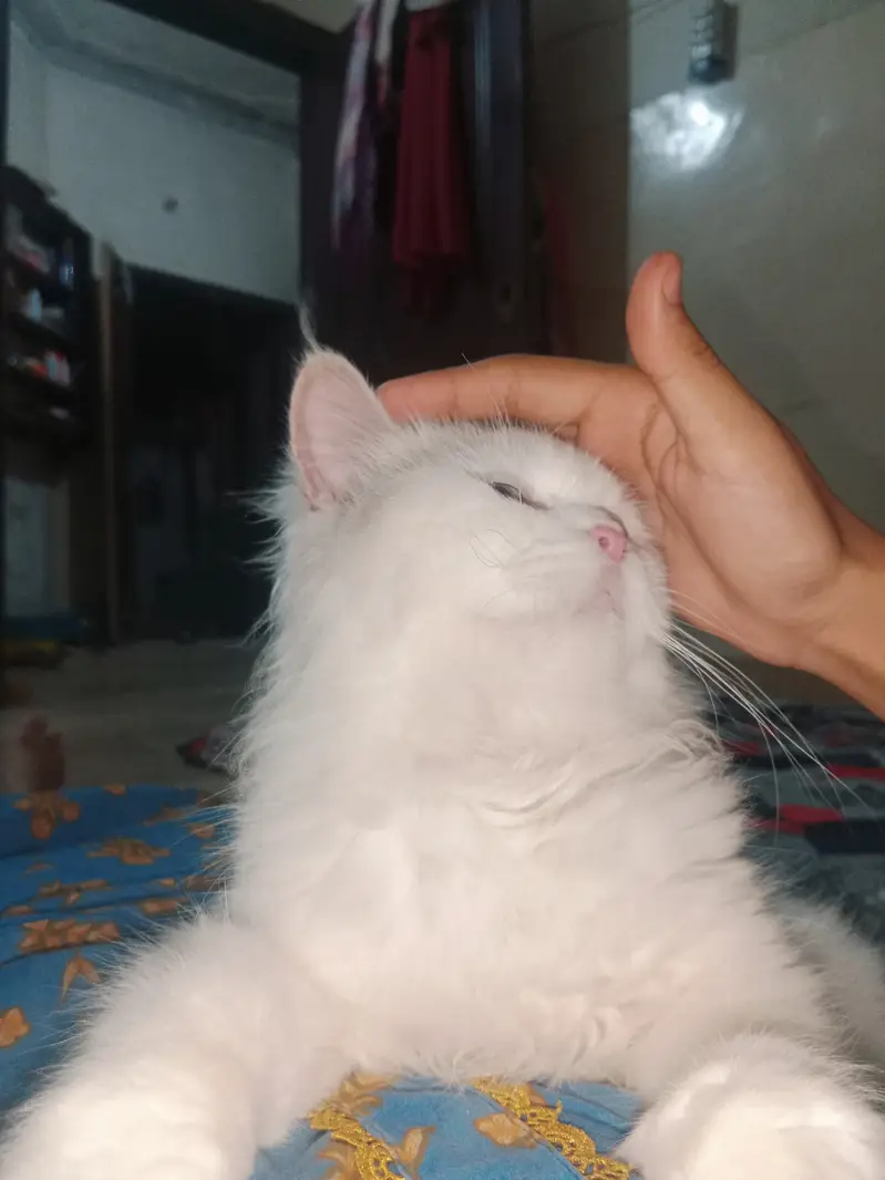 White Persian female cat | double coat | vaccinated — photo 4