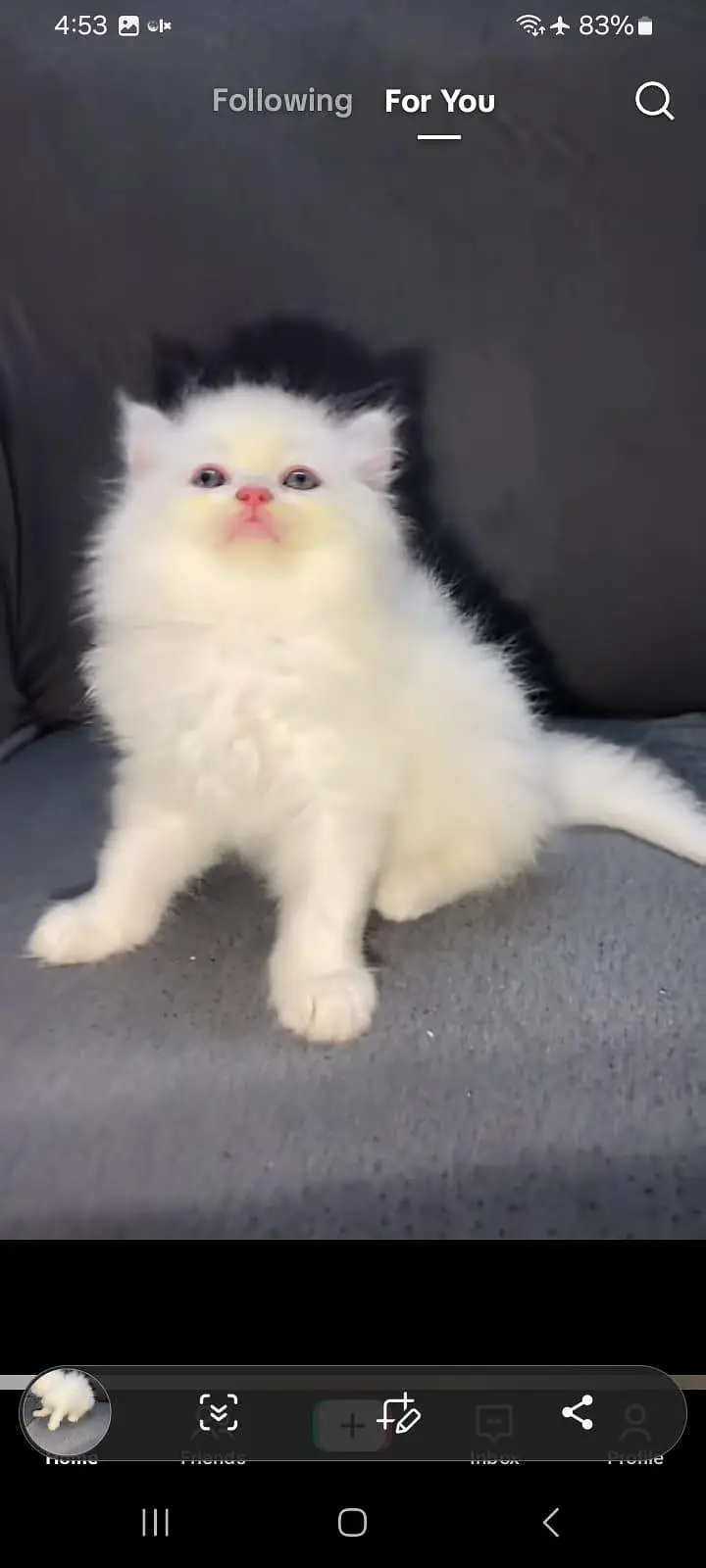 Persian kitten triple Qout. for. . sale my WhatsApp03493731440 — photo 2