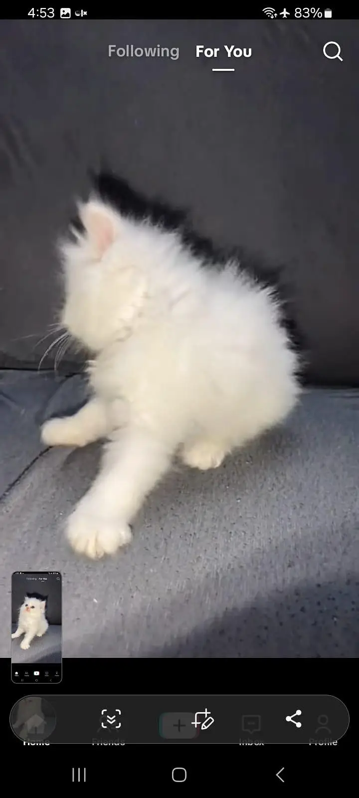 Persian kitten triple Qout. for. . sale my WhatsApp03493731440 — photo 3