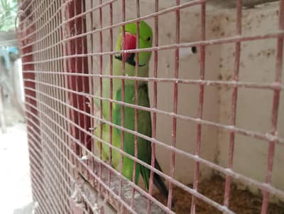 Green ringneck pair