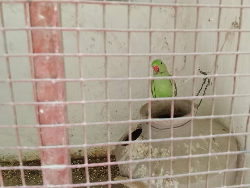 Green ringneck pair 1