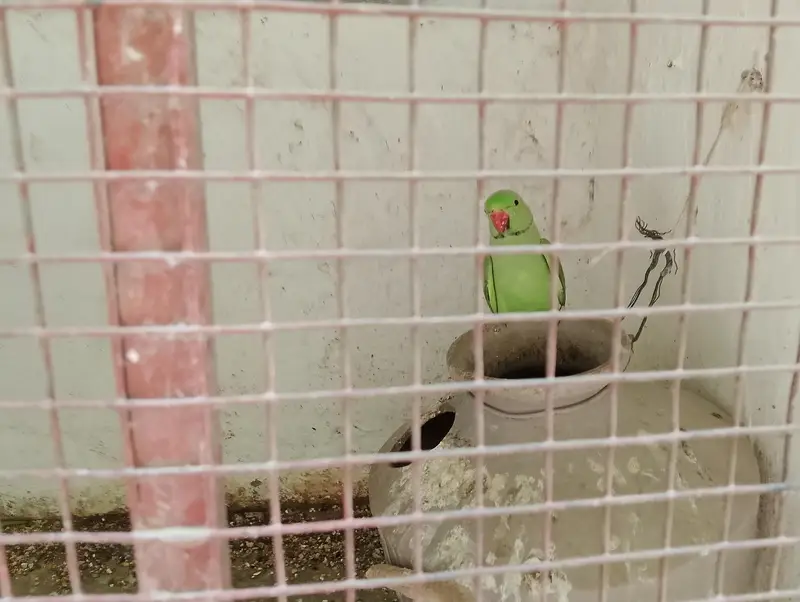 Green ringneck pair — photo 2