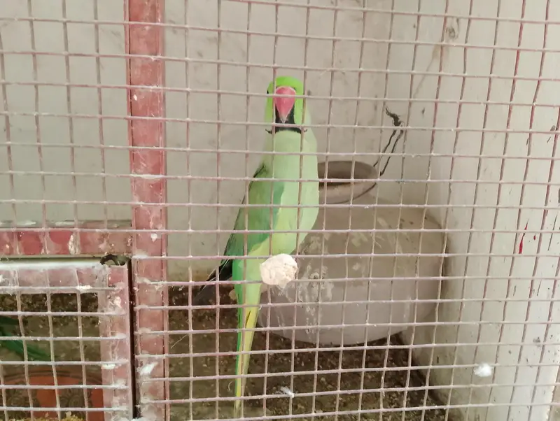 Green ringneck pair — photo 3