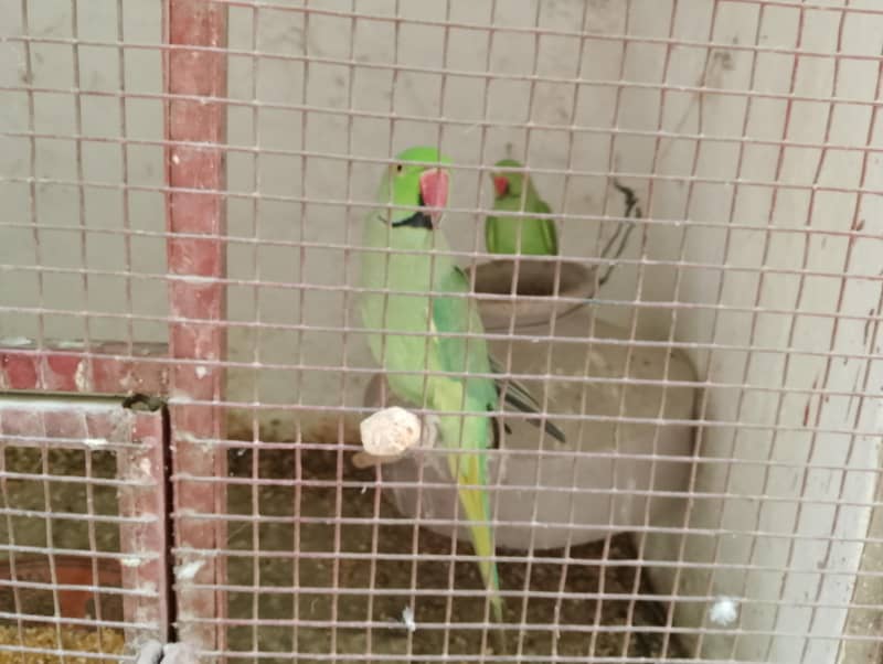 Green ringneck pair 3