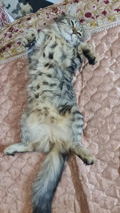 persian Cat
