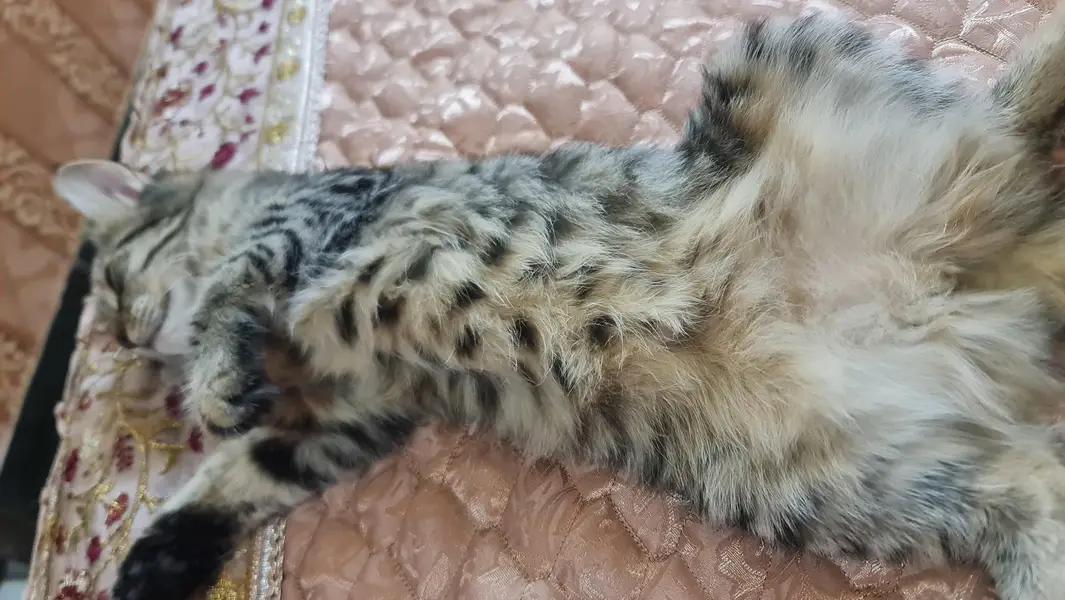 persian Cat — photo 2
