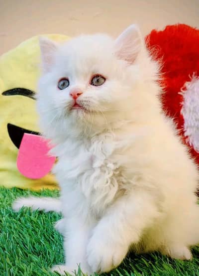 Persian cat for sale( 03)*(09)*(37)*(13)*(784)