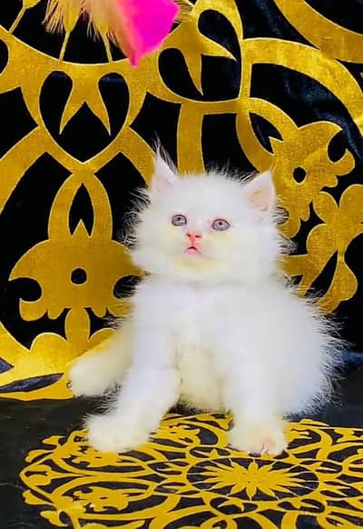 Persian kitten triple Qout. for. . sale my WhatsApp03493731440