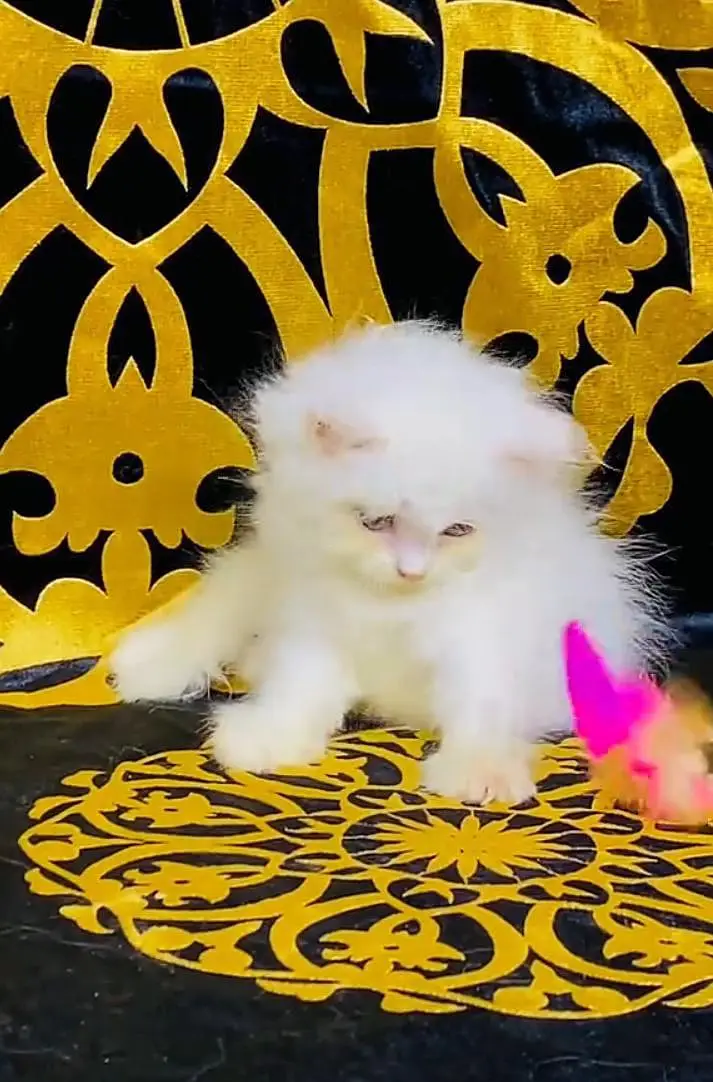 Persian kitten triple Qout. for. . sale my WhatsApp03493731440 — photo 2