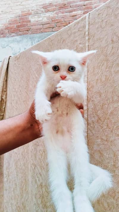 white colour sweet and friendly kitten. Whatsapp no [03318386875]