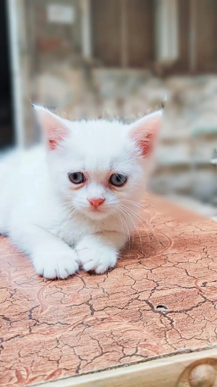 white colour sweet and friendly kitten. Whatsapp no [03318386875] — photo 2