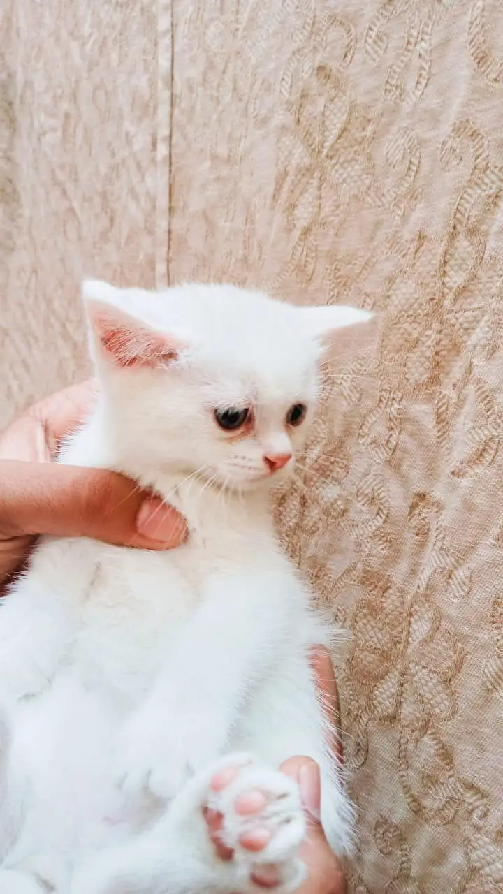 white colour sweet and friendly kitten. Whatsapp no [03318386875] — photo 3