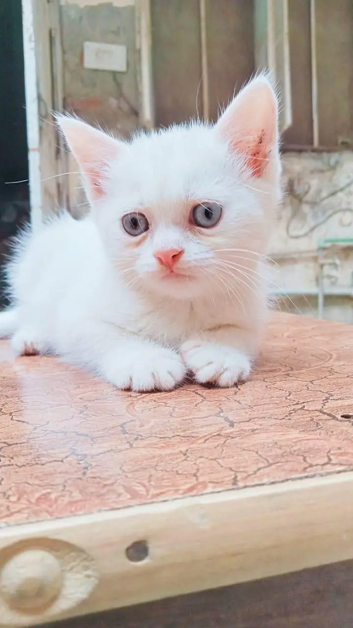 white colour sweet and friendly kitten. Whatsapp no [03318386875] — photo 4
