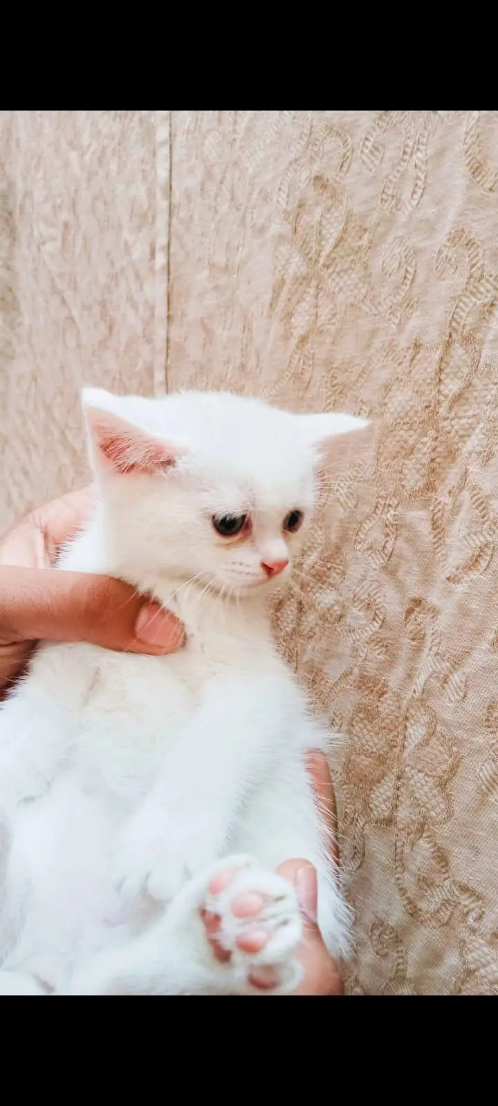 white colour sweet and friendly kitten. Whatsapp no [03318386875] — photo 5