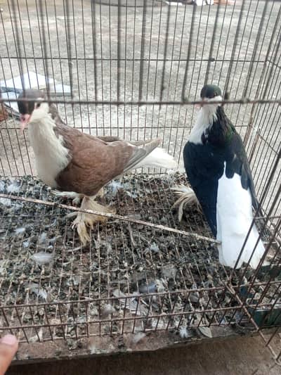 sherazi and mukhi mookee breeder pairs