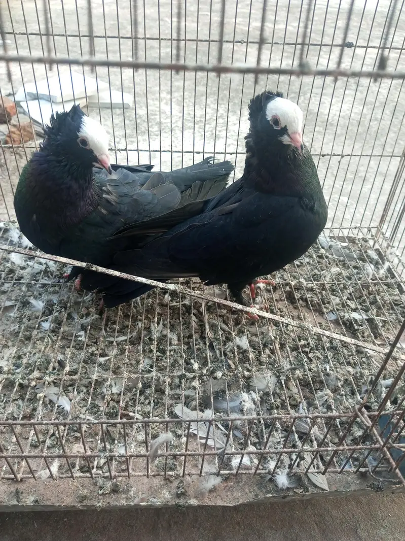 sherazi and mukhi mookee breeder pairs — photo 2