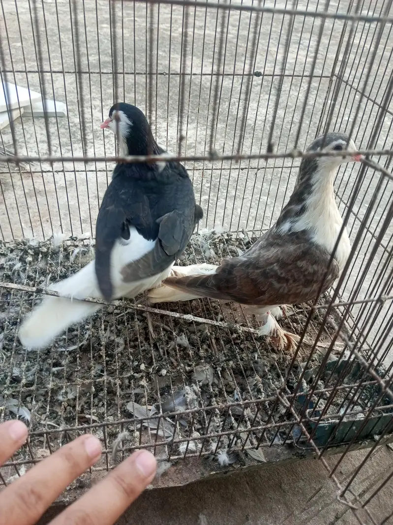 sherazi and mukhi mookee breeder pairs — photo 3