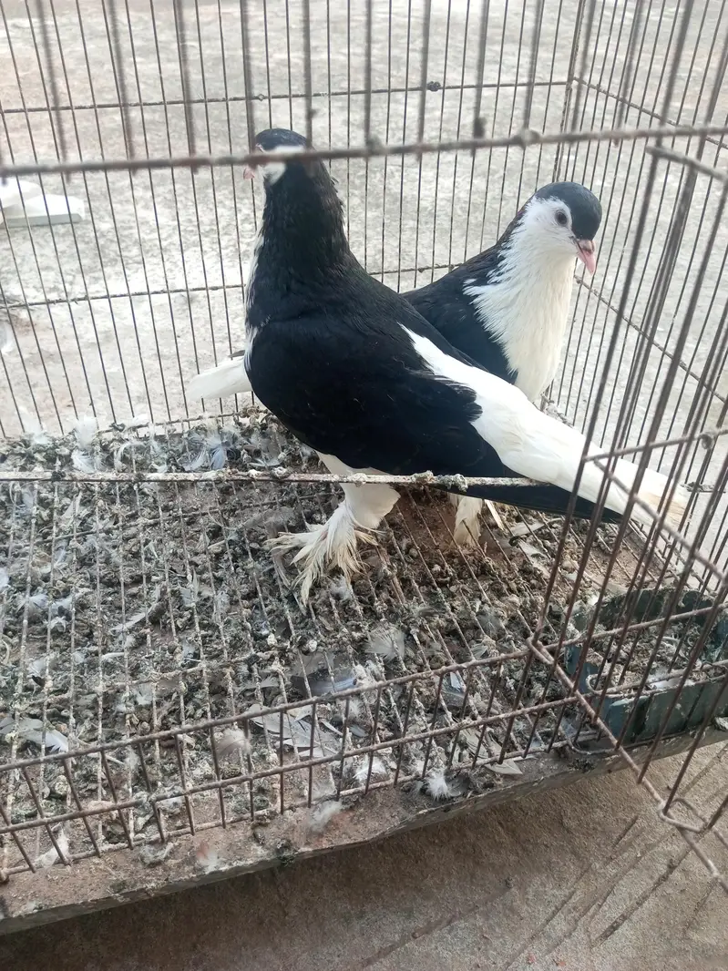 sherazi and mukhi mookee breeder pairs — photo 4