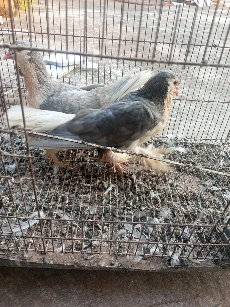 sherazi and mukhi mookee breeder pairs — photo 5
