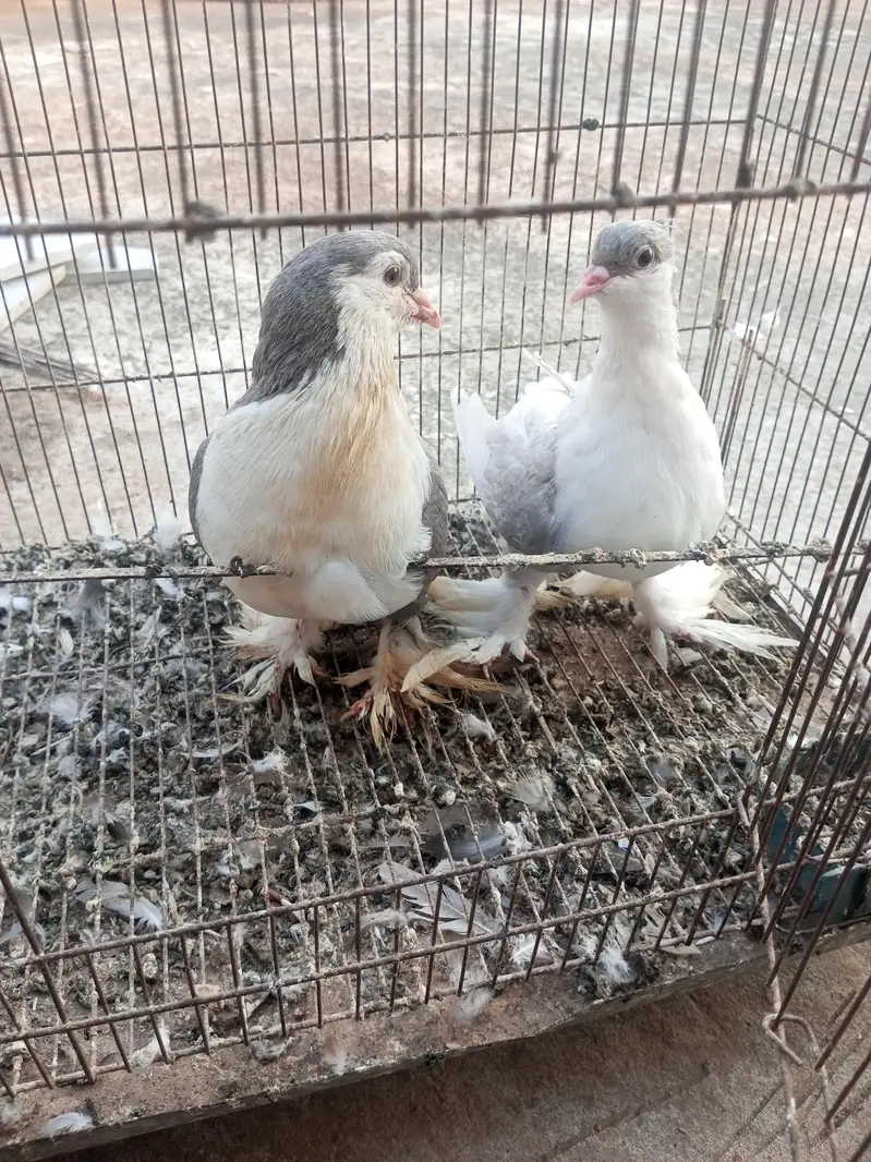 sherazi and mukhi mookee breeder pairs — photo 6