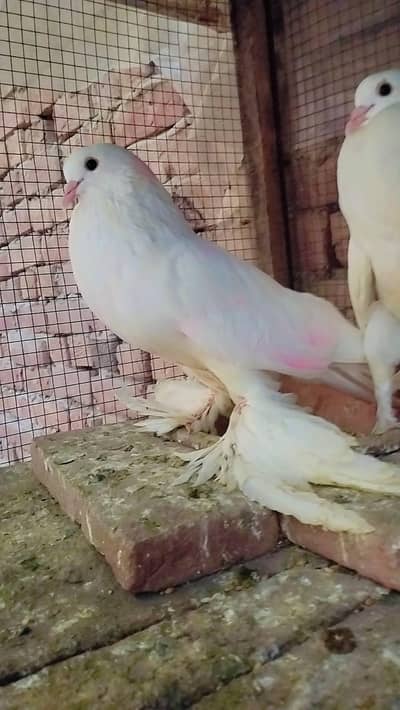 White pomerian