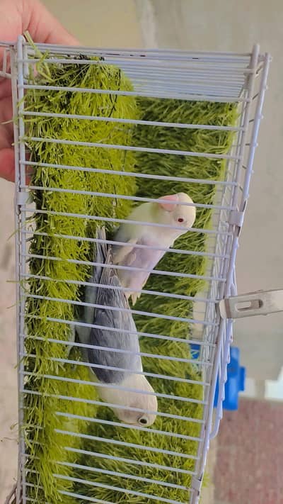 Breeder Opline Palefellow Pair