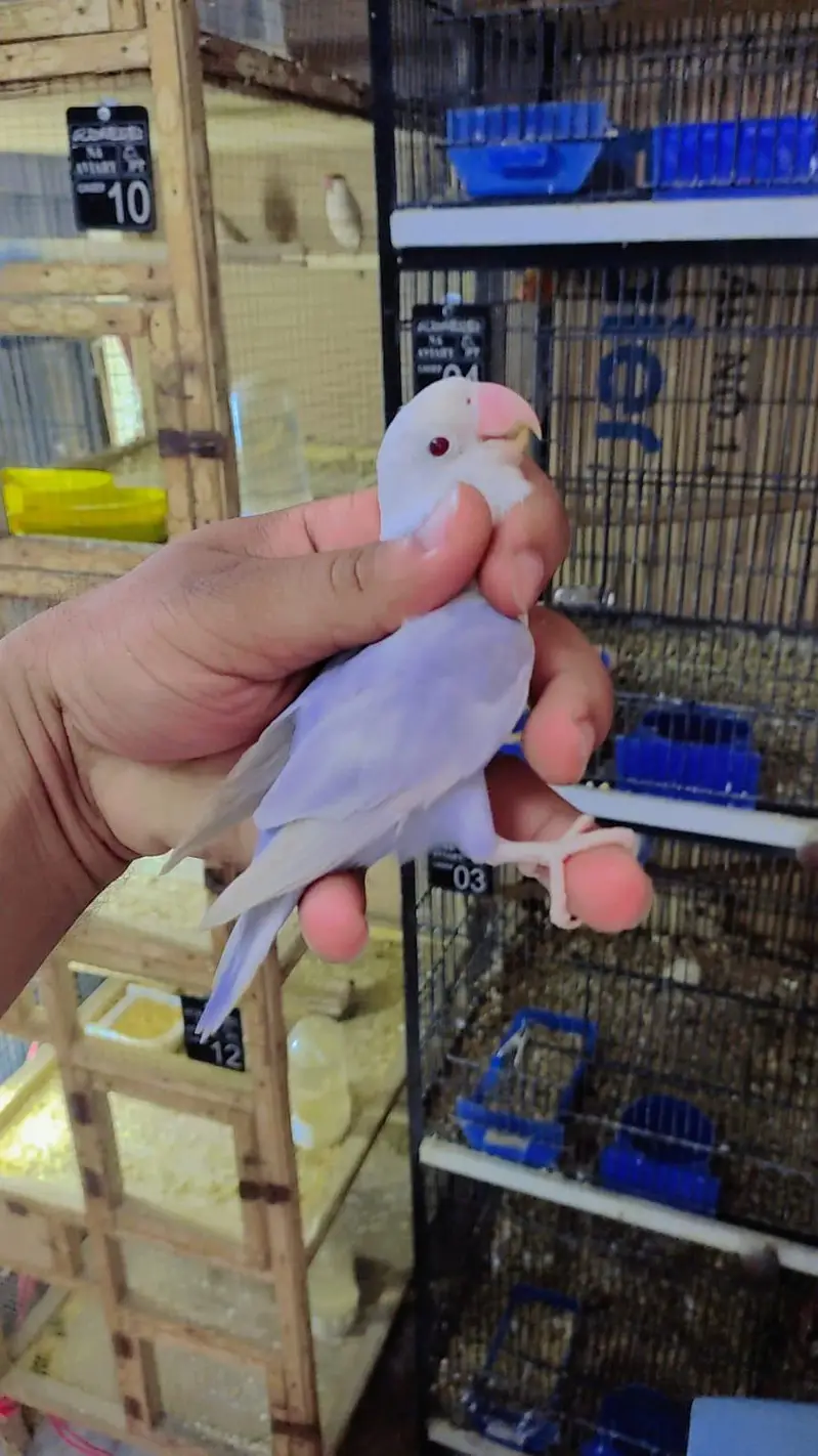 Breeder Opline Palefellow Pair — photo 2