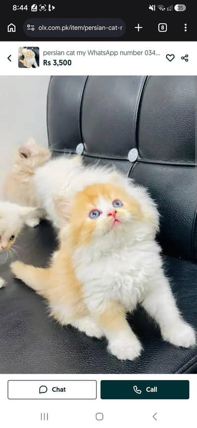 persian cat my WhatsApp number 03486743736