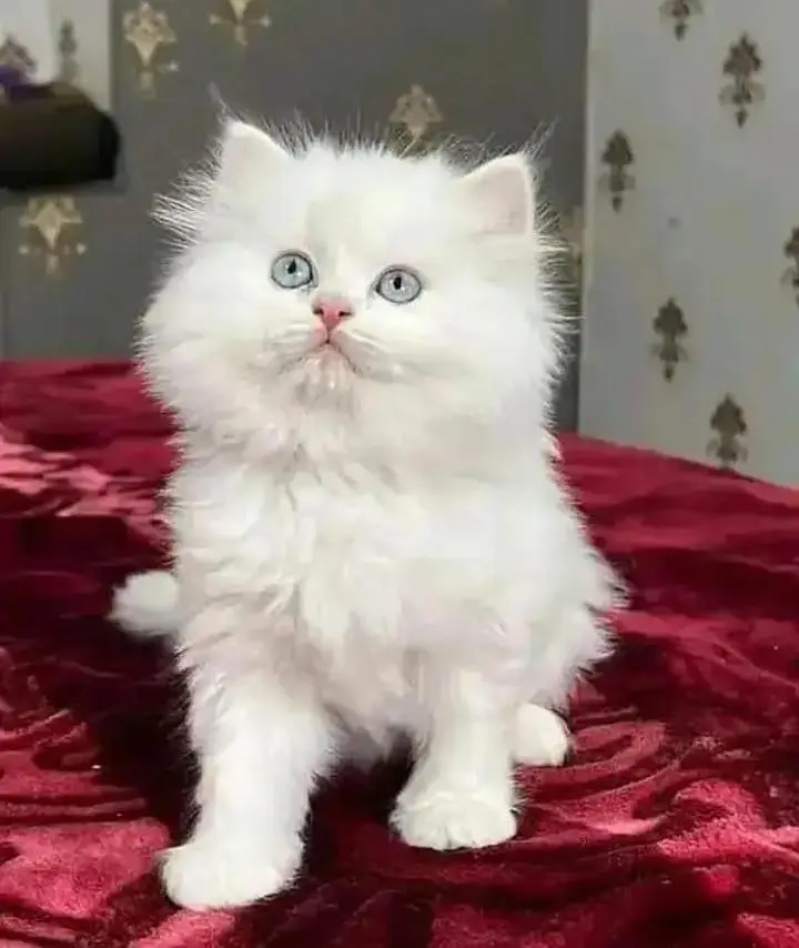 persian cat my WhatsApp number 03486743736 — photo 2