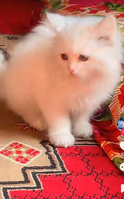 Persian kitten triple Qout. for. . sale my WhatsApp03493731440