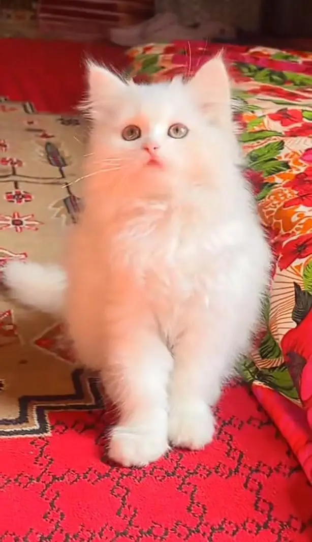 Persian kitten triple Qout. for. . sale my WhatsApp03493731440 — photo 2
