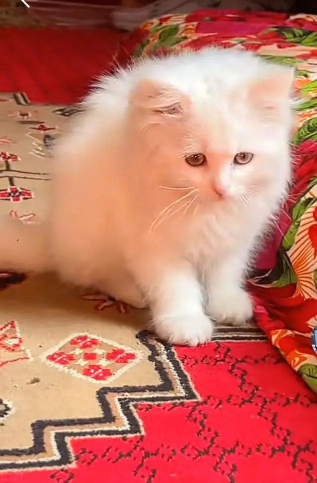 Persian kitten triple Qout. for. . sale my WhatsApp03493731440 — photo 3